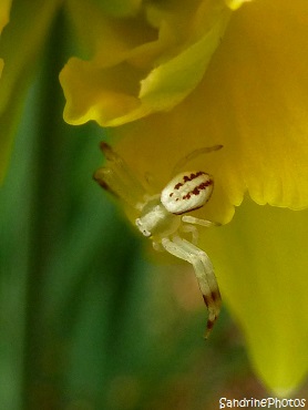 Araignée Runcinia grammica sur jonquille, White Spider of the garden, Jardin, Printemps 2013, Bouresse, Poitou-Charentes (7)