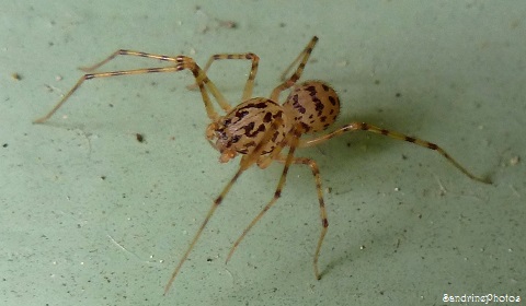 Araignée Scytodes thoracica, Scytodidae, Spiders, Bouresse, Poitou-Charentes(6)