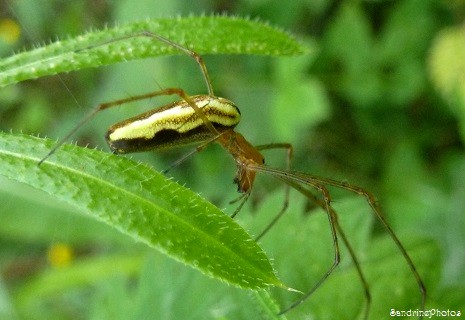 Araignée, Tetragnatha extensa, Tétragnathe étirée, Tetragnathidae, Spiders, Bouresse, Poitou-Charentes 86