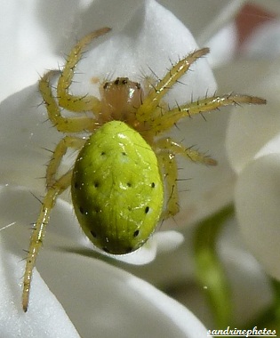 Araignée araniella cucurbitina femelle Bouresse Poitou-Charentes (3)