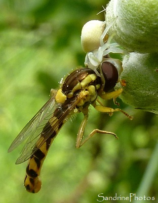 Araignée blanche Misumena Vatia ayant capturé une proie plus grosse qu`elle Arachnides Bouresse Poitou-Charentes 86 (6)