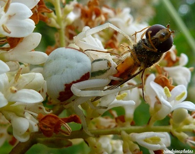 Araignée blanche Misumena Vatia ayant capturé une proie plus grosse qu`elle Arachnides Bouresse Poitou-Charentes 86 (7)