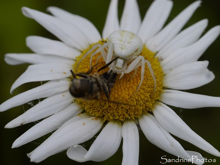 Araignée blanche Misumena Vatia ayant capturé une proie plus grosse qu`elle Arachnides Bouresse Poitou-Charentes