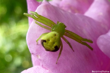 Araignée crabe Ebrechtella tricuspidata, Thomisidae, Jardin, Crab Spiders, Bouresse, Poitou-Charentes, 4 juillet 2013 (5)