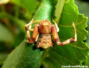 Araignée-crabe, Pistius truncatus-Araneae-Thomisidae, Crab-Spider Bouresse, Poitou-Charentes Sandrinephotos