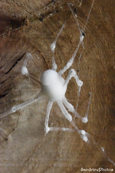 Araignée de type Pholque entièrement recouverte d`un champignon blanc, moisissure, Le Verger, Bouresse 86 (1)