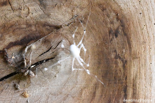 Araignée de type Pholque entièrement recouverte d`un champignon blanc, moisissure, Le Verger, Bouresse 86 (2)