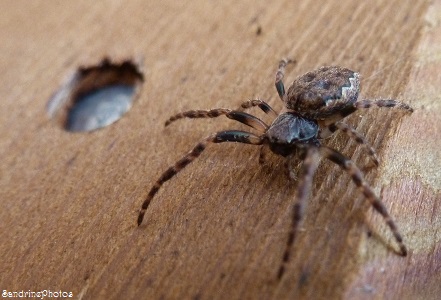 Araignée des fissures, peire des fissures, peire nocturne, Walnut orb-weaver spider, Nuctenea umbratica, Araneidae, Nature en France, Bouresse, Poitou-Charentes (4)