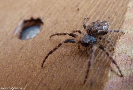 Araignée des fissures, peire des fissures, peire nocturne, Walnut orb-weaver spider, Nuctenea umbratica, Araneidae, Nature en France, Bouresse, Poitou-Charentes (4)