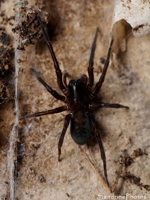 Araignée noire sous les dalles du cabanon, Segestria florentina, Ségestrie florentine, Arachnides, Le Verger, Refuge LPO Bouresse, Sud-Vienne (33)