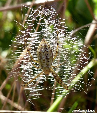 Araignée sur sa toile en zig zag Bouresse Poitou-Charentes