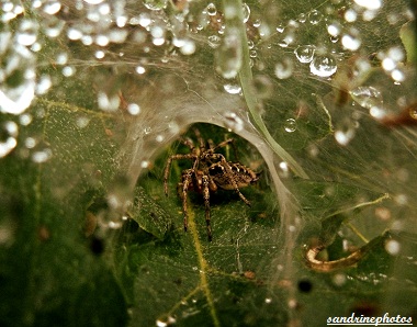 Araignée tout au fond de sa toile Arachnides Bouresse Poitou-Charentes (2)