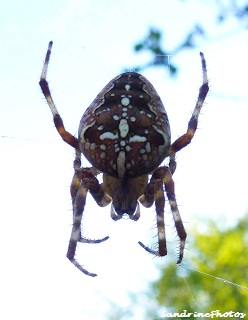 Araneus diadematus- Epeyre diadème-Araneidae-Diadem spider on its web-European garden spider-Bouresse Poitou-Charentes