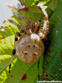 Araneus quadratus femelle, Araneidae, araignée des jardins, Four-spot orb-weaver spider, Female garden spider-Bouresse, Poitou-Charentes(5)