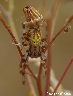 Araneus quadratus mâle, Araignées du Jardin, Spiders of the garden, Bouresse 86, Le Verger, Biodiversité en Région Nouvelle-Aquitaine (40)