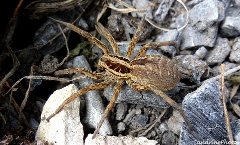 araignée Hogna radiata, Tarentule radiée, Fausse tarentule,Araignée loup, wolfspider, lycosidae Bouresse Poitou-Charentes