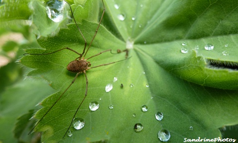 araignée faucheuse, Faucheux sous la rosée, Opiliones, Daddy-long-legs or Harvest-man spider in the dew, Bouresse, Poitou-Charentes (12)