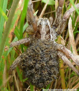 araignée-loup lycose avec ses petits sur son dos PF