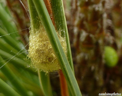 araniella opisthographa Araneidae Femelle avec son cocon dans pin sylvestre Bouresse Poitou-Charentes 