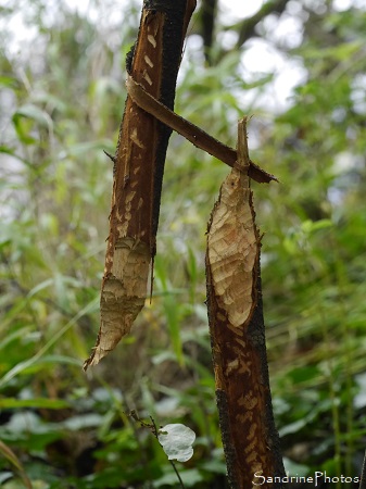 Arbre rongé par un Castor d`Eurasie, Castor fiber, Queaux, La Planchette (1)