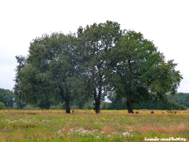 Arbres majestueux dominant la plaine de Villemblée, Wonderful trees dominating the country-side of Bouresse Poitou-Charentes