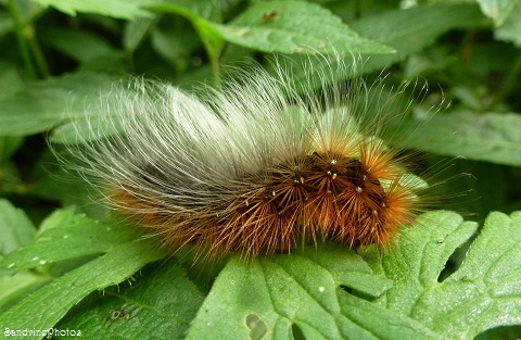 Arctia caja, Ecaille-martre, chenille, Caterpillar, La Forge de Goberté, Gouëx, Poitou-Charentes, SandrinePhotos, 31 mai 2013 (30)