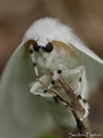 Arctornis L-nigrum, L-noir, Papillon de nuit, Lymantriidae, Refuge LPO le Verger, Bouresse 86 (25)