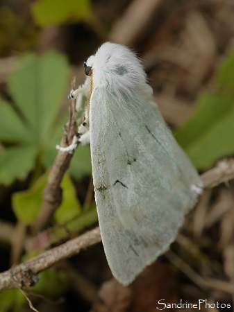 Arctornis L-nigrum, L-noir, Papillon de nuit, Lymantriidae, Refuge LPO le Verger, Bouresse 86 (26)