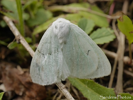 Arctornis L-nigrum, L-noir, Papillon de nuit, Lymantriidae, Refuge LPO le Verger, Bouresse 86 (4)