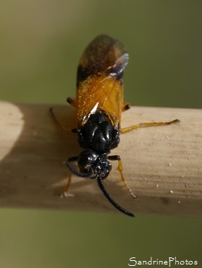 Arge cyanocrocea, Tenthrède tête et thorax noirs et abdomen orange vif, Insecte sur ombellifères, jardin, Le Verger, Bouresse, biodiversité en région Nouvelle-Aquitaine, Poitou(10)