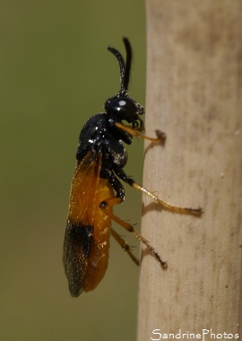 Arge cyanocrocea, Tenthrède tête et thorax noirs et abdomen orange vif, Insecte sur ombellifères, jardin, Le Verger, Bouresse, biodiversité en région Nouvelle-Aquitaine, Poitou(16)