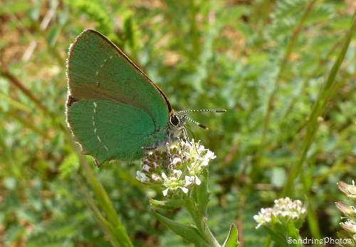 Argus vert sur Passerage champêtre, Callophrys rubi, Thécla de la Ronce, Papillon de jour, Moths and butterflies, Bouresse, Poitou-Charentes, 17 Mai 2013