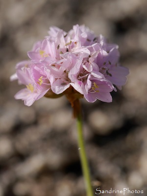 Armérie maritime - Armeria maritima, Fleurs sauvages des côtes bretonnes, Piriac, sentier des douaniers (94)