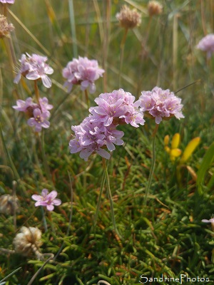 Armérie maritime, Flore, fleurs sauvages, Belle île en mer (26)