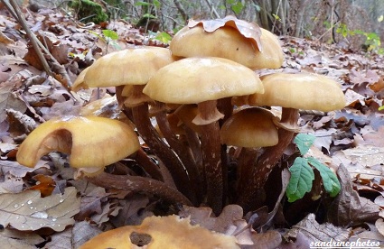 Armillaire couleur de miel, Armillaria mellea, Pholiotes changeantes, Champignons, Mushrooms, Sous-bois, forêt, Gouex, Bouresse, Poitou-Charentes (9)