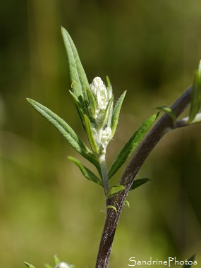 Armoise commune, Artemisia vulgaris, Clochette rose duveteuse, Feuilles très découpées, Jardin, Le Verger, Bouresse, Sud-Vienne 86, Biodiversité en région Nouvelle Aquitaine (43)