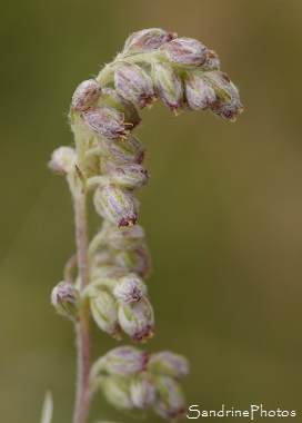 Armoise commune, Artemisia vulgaris, Clochette rose duveteuse, Feuilles très découpées, Jardin, Le Verger, Bouresse, Sud-Vienne 86, Biodiversité en région Nouvelle Aquitaine (49)