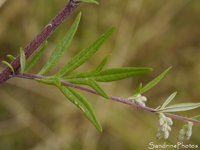 Armoise commune, Artemisia vulgaris, Clochette rose duveteuse, Feuilles très découpées, Jardin, Refuge LPO Le Verger, Bouresse, Sud-Vienne 86, Biodiversité en région Nouvelle Aquitaine