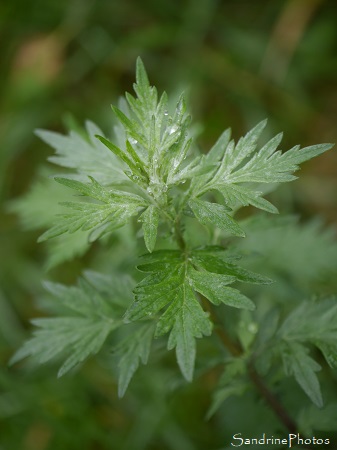 Armoise commune, Artemisia vulgaris, Fleurs sauvages, Le Verger, Bouresse (20)