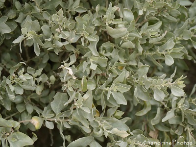 Arroche marine, Pourpier de mer, Atriplex halimus, arbuste des côtes bretonnes, Piriac, sentier des douaniers (3)