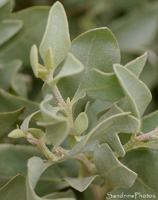 Arroche marine, Pourpier de mer, Atriplex halimus, arbuste des côtes bretonnes, Piriac, sentier des douaniers (6)