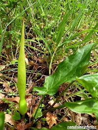 arum sauvage Fleurs sauvages du Poitou-Charentes Bouresse