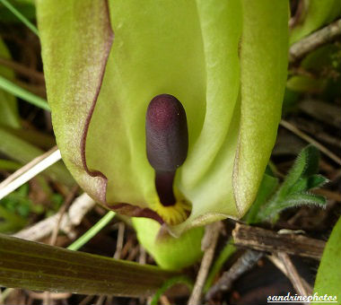 arum sauvage détail fleur