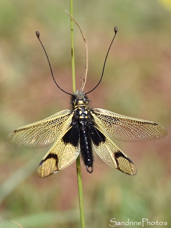 Ascalaphe ambré, Libelloides longicornis, Ascalaphidés, Rando Rajal del Gorp, pelouses sèches, Aveyron 2021 (11)