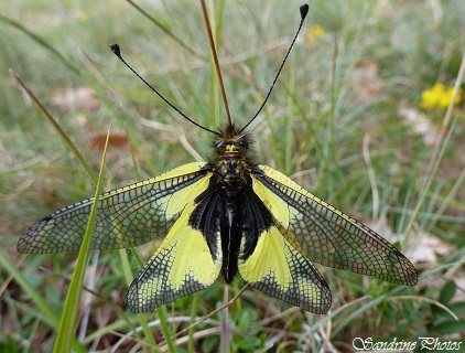 Ascalaphe soufré, Libelloides coccajus, Ascalaphidae, Insectes du Poitou-Charentes, Insecte noir et jaune aux ailes de libellules, yellow and black insect with dragonfly wings (1