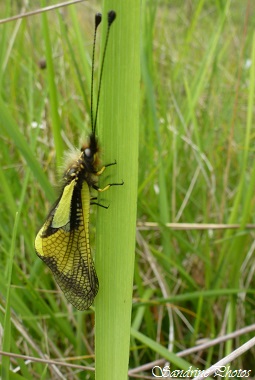 Ascalaphe soufré, Libelloides coccajus, Ascalaphidae, Insectes du Poitou-Charentes, Insecte noir et jaune aux ailes de libellules, yellow and black insect with dragonfly wings 86 (1)