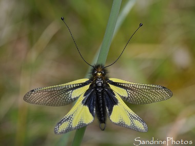 Ascalaphe soufré, Libelloides coccajus, Ascalaphidae, Insectes du Poitou-Charentes, Insecte noir et jaune aux ailes de libellules, yellow and black insect with dragonfly wings 86 (2)