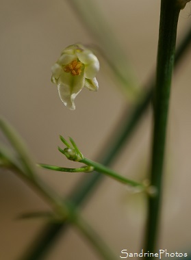 Asperge officinale, Asparagus officinalis, Fleurs sauvages blanches, Biodiversité en région Nouvelle-Aquitaine, Bouresse, Rue du Bureau (4)