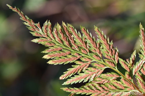 Asplenium adiantum-nigrum, Doradille noire, Capillaire noire, Fougères, Les Cubaux, Queaux 86, 6 mars 2022 (45)