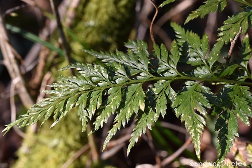 Asplenium adiantum-nigrum, Doradille noire, Capillaire noire, Fougères, Les Cubaux, Queaux 86, 6 mars 2022 (46)